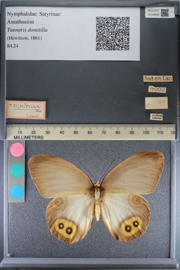 Media type: image;   Entomology 196930